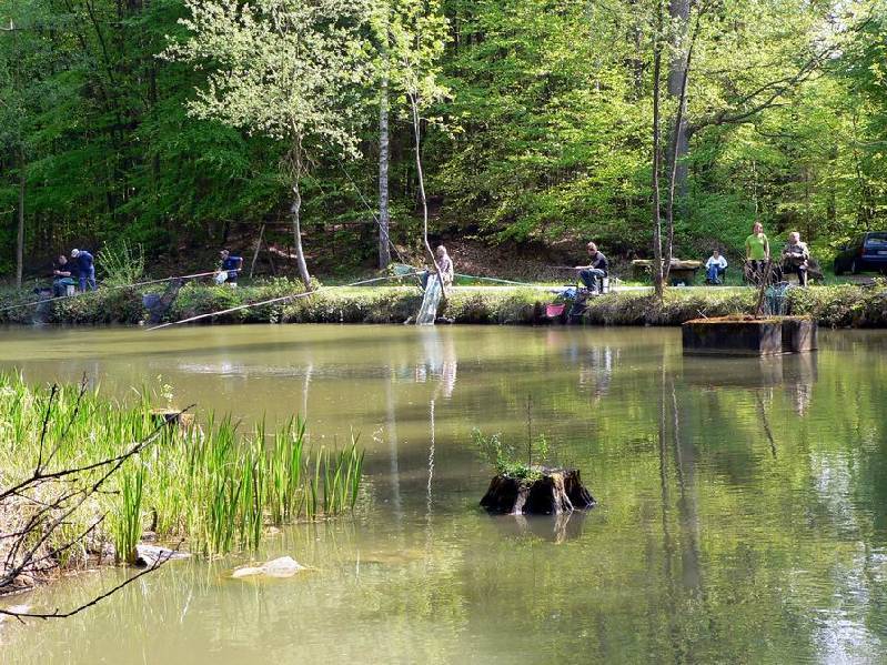 Graureiher Bild Nr.037