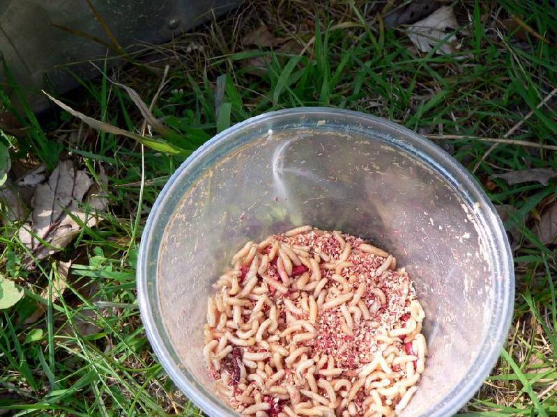 Graureiher Bild Nr.044