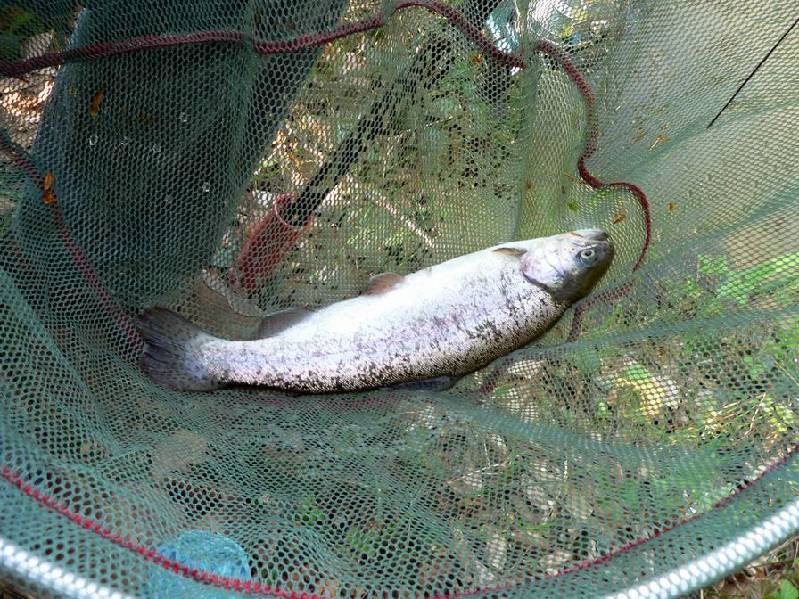 Graureiher Bild Nr.056