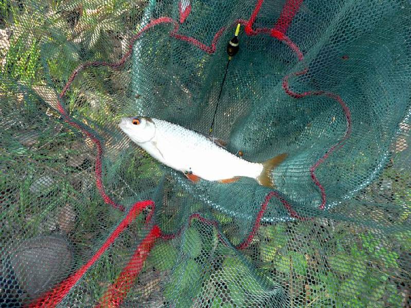 Graureiher Bild Nr.059