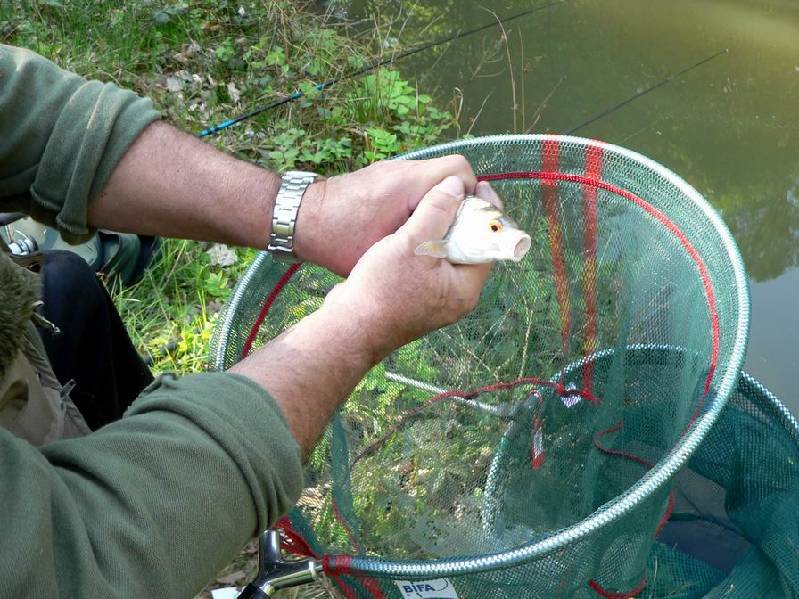 Graureiher Bild Nr.061