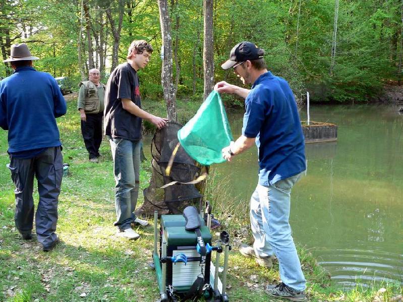 Graureiher Bild Nr.098