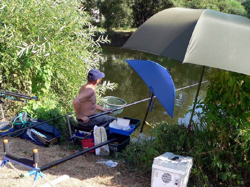 Graureiher Bild Nr.133